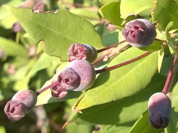 Arbusto sulle dune - Myrtus communis