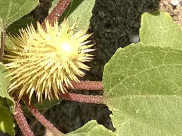 Erbacea sulle dune - Xanthium italicum