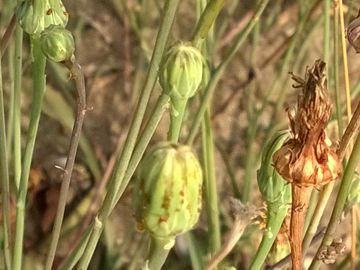 Asteracea sulle dune - Sonchus maritimus