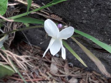 Viola bianca