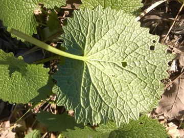 Solo foglie: Alliaria petiolata  (Brassicaceae)