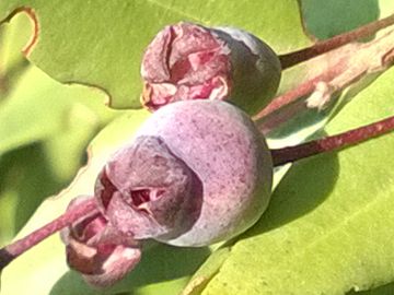 Arbusto sulle dune - Myrtus communis