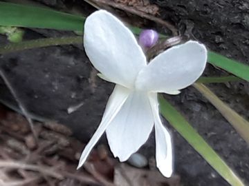 Viola bianca