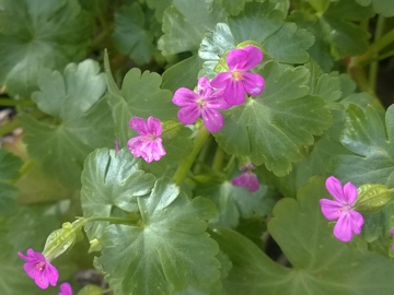 Geranium lucidum