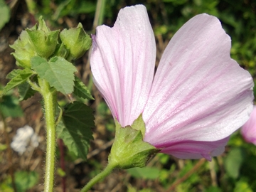 Malva trimestris / Malva reale