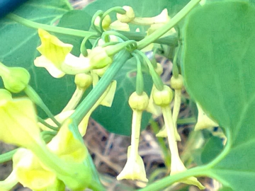 Aristolochia clematitis