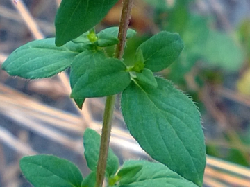 Un''altra pianta aromatica - Origanum vulgare