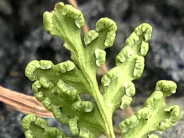 Oeosporangium pteridioides (=Cheilanthes maderensis) / Felcetta di Madera