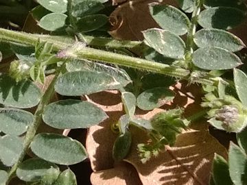 Vicia pseudocracca