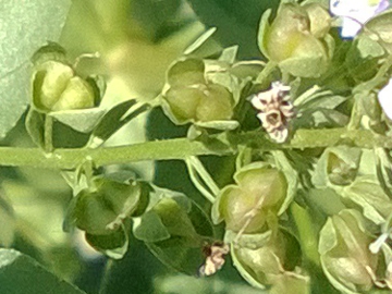 Veronica anagallis-acquatica