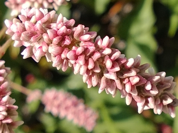 Polygonacea:  Persicaria cfr. lapathifolia