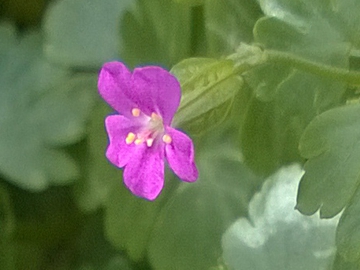 Geranium lucidum