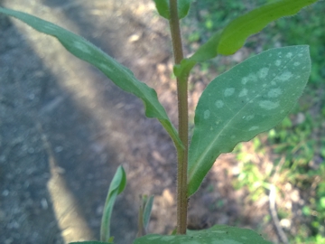 Boraginacea - Pulmonaria sp.