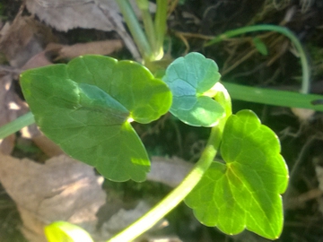 Ranunculus ficaria