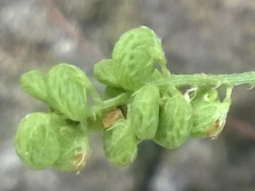 Medicago lupulina / Lupolina