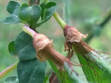 Arbusto di una Fabacea - Cytisus scoparius