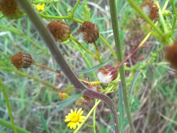 Jacobaea aquatica