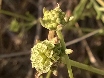 Pycnocomon rutifolium / Vedovina a foglie di ruta