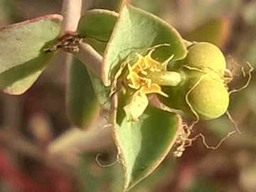 Euphorbiacea sulla duna - Euphorbia terracina