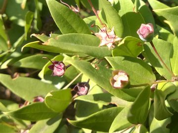 Arbusto sulle dune - Myrtus communis