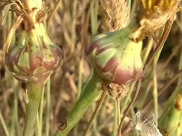 Asteracea sulle dune - Sonchus maritimus