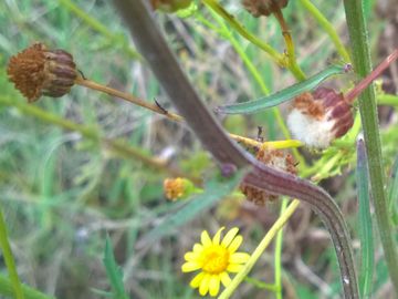 Jacobaea aquatica