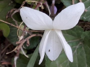 Viola bianca