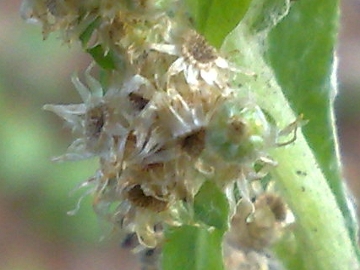 pianticella erbacea - Gnaphalium sp.