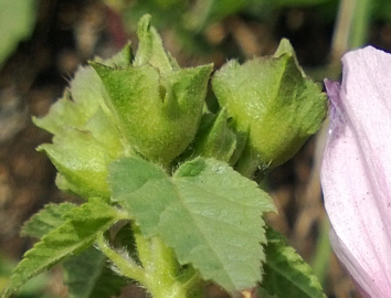 Malva trimestris / Malva reale