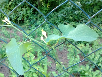 Aristolochia clematitis