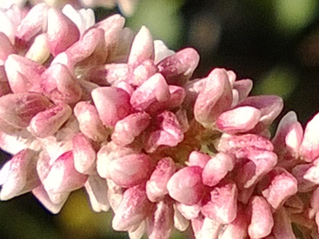 Polygonacea:  Persicaria cfr. lapathifolia