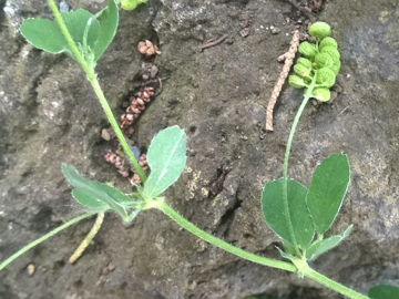 Medicago lupulina / Lupolina