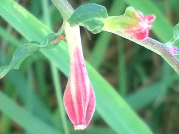 Oenothera speciosa / Enagra bella