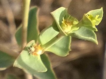 Euphorbiacea sulla duna - Euphorbia terracina