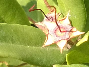 Arbusto sulle dune - Myrtus communis