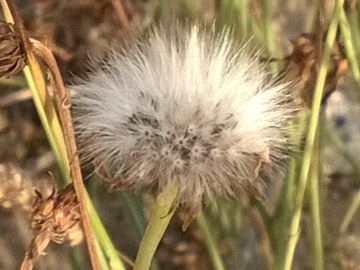 Asteracea sulle dune - Sonchus maritimus