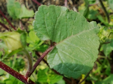 Malva trimestris / Malva reale