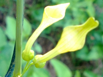 Aristolochia clematitis