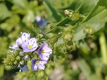 Veronica anagallis-acquatica