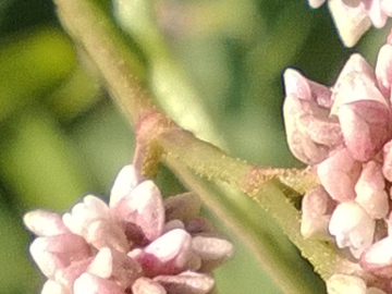 Polygonacea:  Persicaria cfr. lapathifolia