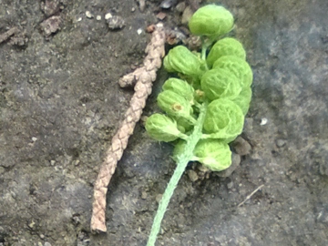 Medicago lupulina / Lupolina