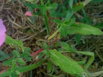 Oenothera speciosa / Enagra bella