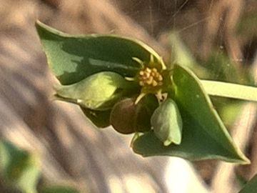 Euphorbiacea sulla duna - Euphorbia terracina