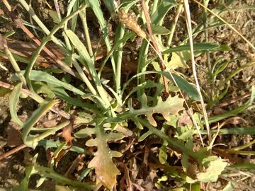 Asteracea sulle dune - Sonchus maritimus