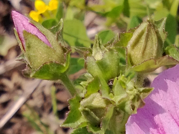 Malva trimestris / Malva reale