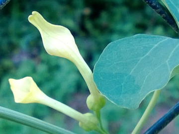 Aristolochia clematitis