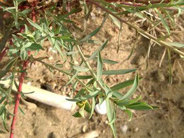 Euphorbiacea sulla duna - Euphorbia terracina