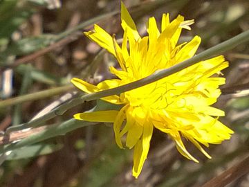 Asteracea sulle dune - Sonchus maritimus