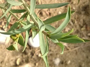 Euphorbiacea sulla duna - Euphorbia terracina