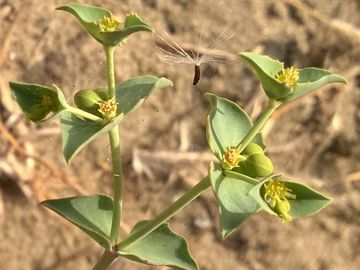 Euphorbiacea sulla duna - Euphorbia terracina